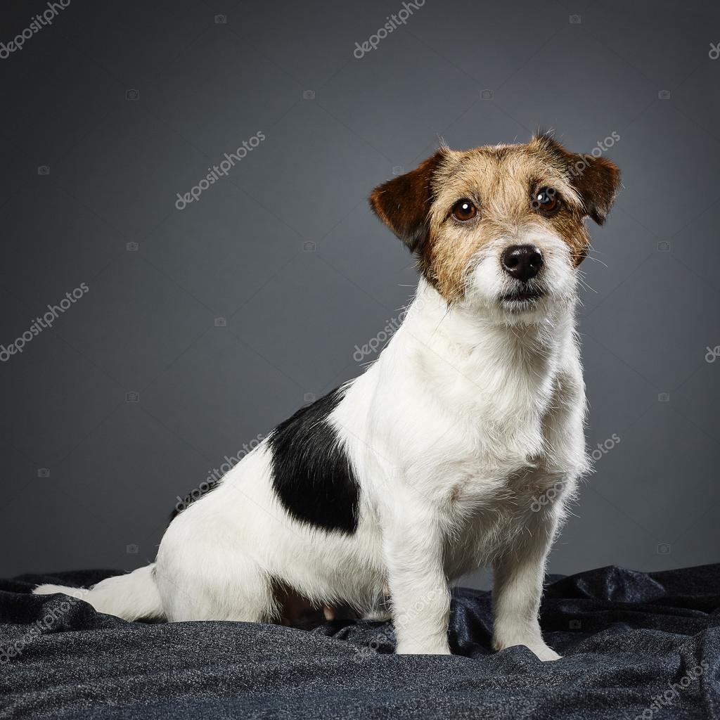 Cutest Jack Russell Puppy In The World Jack Russell Terrier