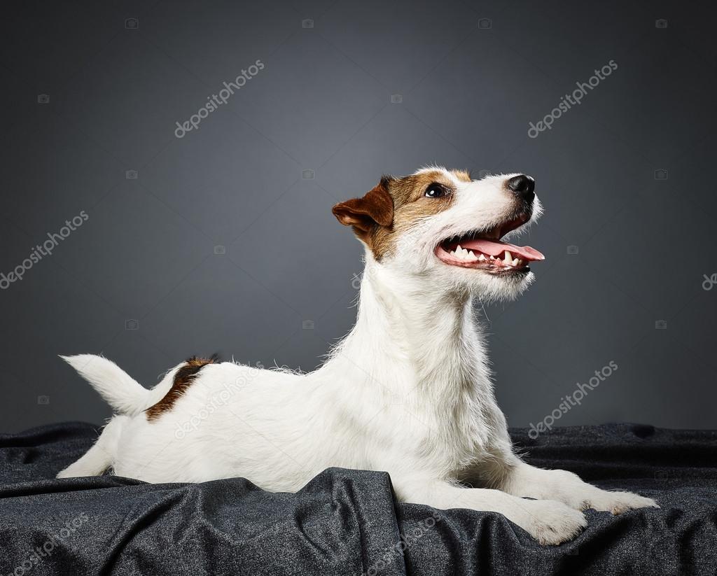 Jack Russell Anjing terrier — Foto Stok © jarih #63236249