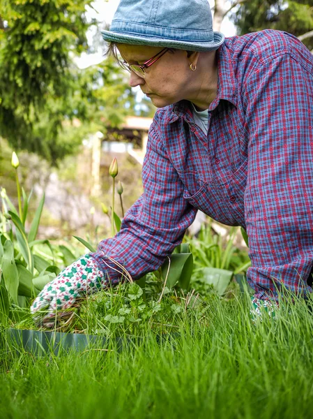 Weeding — Stock Photo, Image