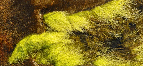 Ulva intestinalis algae — Stock Photo, Image
