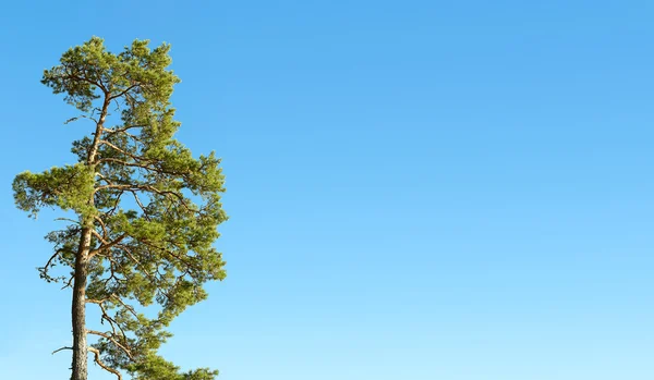 Un pino e cielo blu — Foto Stock