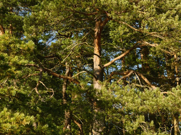 Bosque de coníferas — Foto de Stock