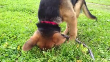 Alman çoban köpeği çayırda patileriyle çukur kazıyor.