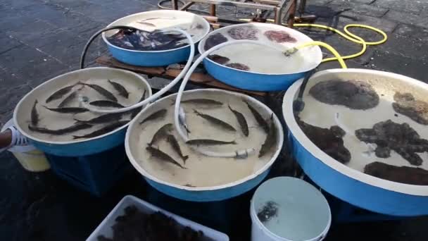 Nápoles peixeiros — Vídeo de Stock