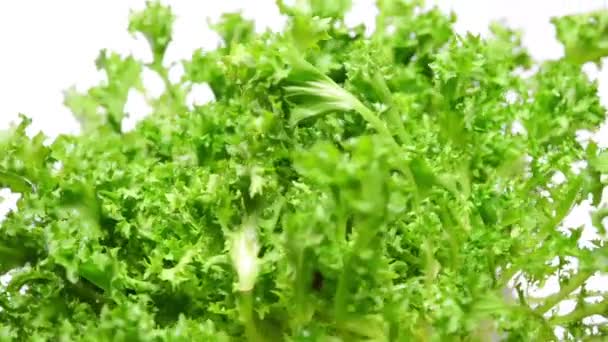 Кучерявий салат на білому тлі — стокове відео