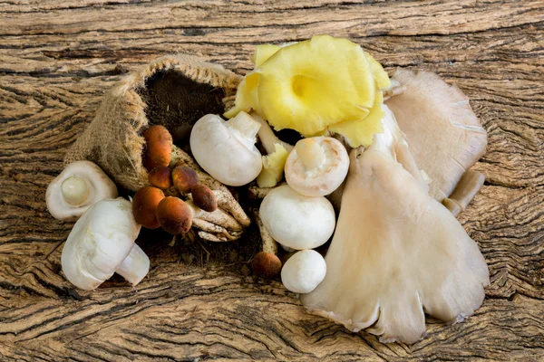 Mix van paddestoelen — Stockfoto