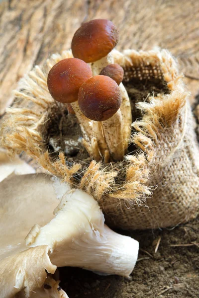 亲爱的蘑菇 — 图库照片