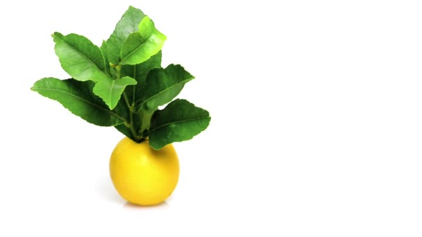 Lemon on white background — Stock Video