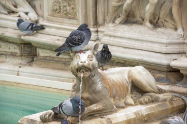 Gaia çeşme - Siena