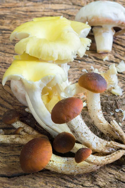 Mix van paddestoelen — Stockfoto