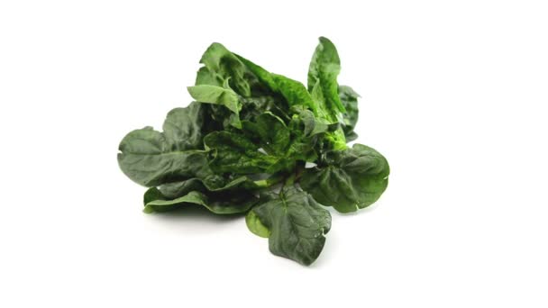 Spinach  on white background — Stock Video