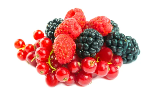 Wild berries — Stock Photo, Image