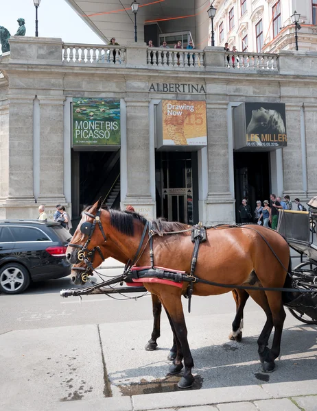 Caballo delante Museo Albertina, Viena —  Fotos de Stock