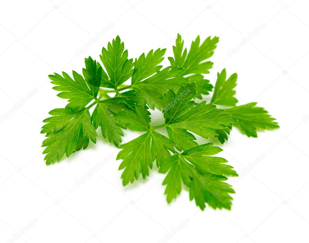 parsley on white background