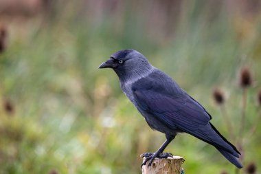 Tahta direğe tünemiş Jackdaw 'ın yan görüntüsünü kapatın.