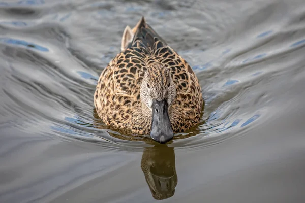 Close Female Australasian Shoveler Duck Swimming Lake — Stock Photo, Image