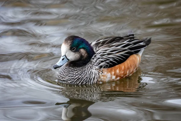 Närbild Färgglad Chiloe Wigeon Duck Simmar Sjön — Stockfoto