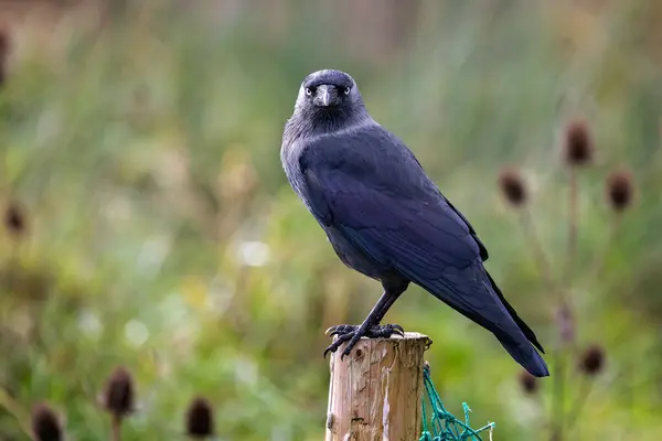 Närbild Sida Jackdaw Sitter Trästolpe Med Huvudet Tittar Kameran — Stockfoto