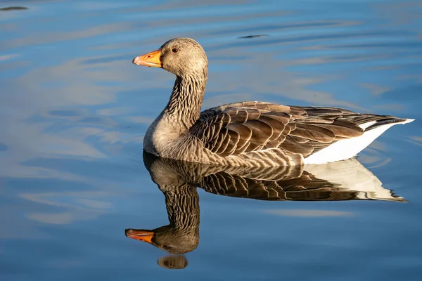 Närbild Sida Greylag Goose Och Perfekt Reflektion Simma Sjön — Stockfoto