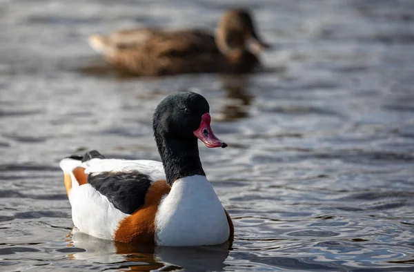 Close Shelduck Comum Nadando Lago — Fotografia de Stock