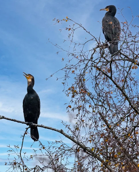 Acercamiento Par Cormoranes Alto Dosel Árbol —  Fotos de Stock