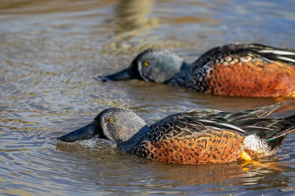 Close Par Australasian Patos Shoveler Peneirando Para Comida Lago — Fotografia de Stock