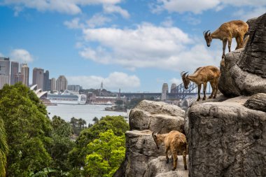 Sydney Opera Binası ve Liman Köprüsü ile birlikte üç dağ keçisi 19 Aralık 2014 tarihinde Tarongo Hayvanat Bahçesi, Sydney, NSW, Avustralya 'da çekildi.