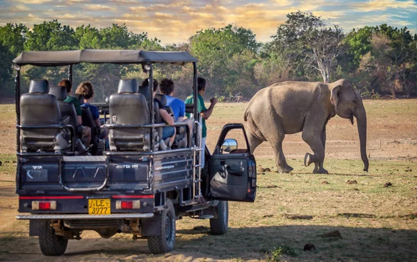 26 Eylül 2016 'da Sri Lanka' daki Udawalawe Parkı 'nda önlerinden fil geçişini izlemek için safariye çıkan turistler