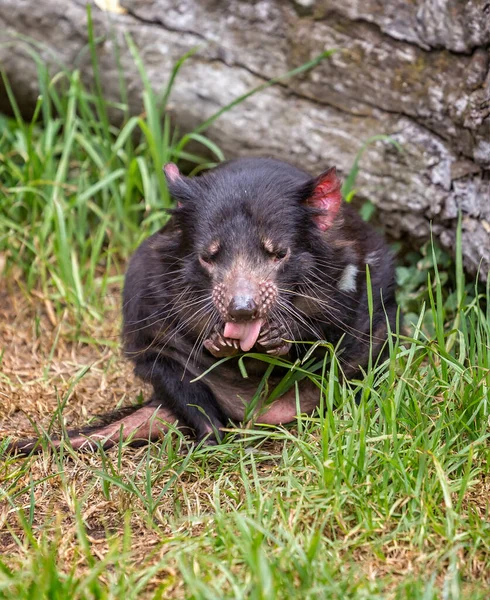 Zbliżenie Diabeł Tasmański Czyszczenia Łap Jego Języka — Zdjęcie stockowe