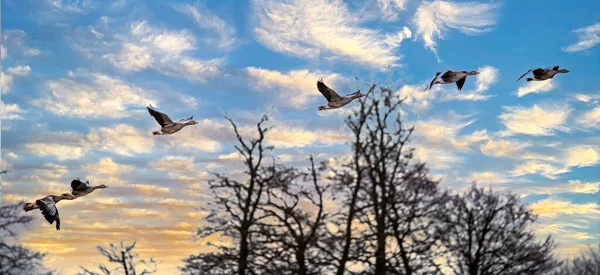 Gregge Oche Greylag Che Volano Formazione Contro Cielo Tramonto — Foto Stock