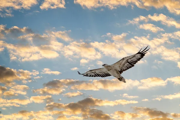 하늘을 독수리의 — 스톡 사진