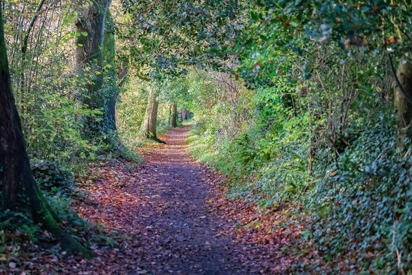 Fußweg Durch Eine Wunderschöne Herbstliche Lichtung Goldenen Farben — Stockfoto