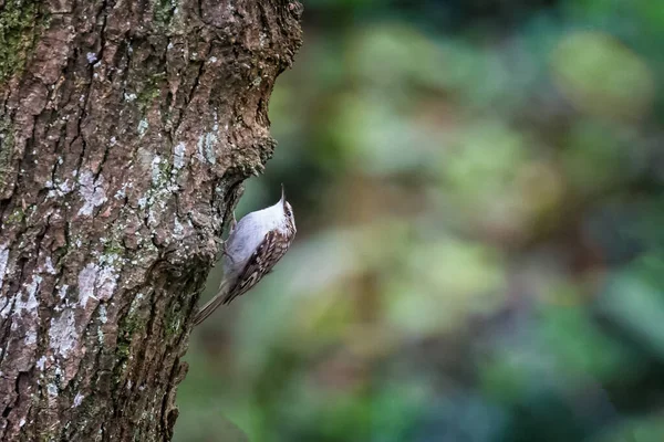 Zbliżenie Ptaka Ptaka Pniu Starego Drzewa — Zdjęcie stockowe