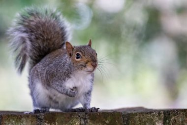Gri bir sincabın, yumuşak odaklı arka planı olan duvardaki kameraya bakışını kapat.