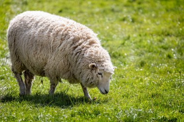 İngiltere, Wiltshire 'da bir su çayırında otlayan Romney koyunlarının yakınına.