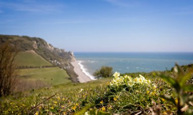 Uçurumun tepesinde yetişen yaban çuha çiçekleri engebeli deniz manzaralı arka planda silip süpürdü.