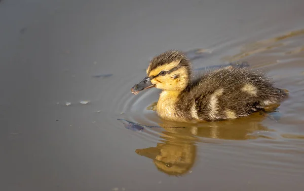 Close Bebê Pequeno Mallard Esquivando Nadando Lagoa Com Reflexão — Fotografia de Stock