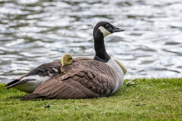 Cute Baby Canada Ganso Com Cabeça Saindo Baixo Das Asas — Fotografia de Stock