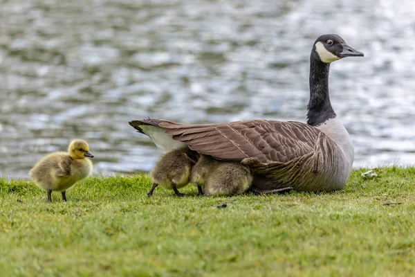 Bebê Bonito Canadá Gansos Abrigando Sob Asas Sua Mãe — Fotografia de Stock