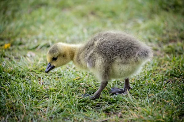 Gros Plan Poussin Mignon Canada Goose Gosling Sur Bord Herbe — Photo