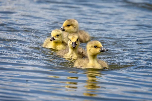 Grupo Bonito Canadá Gansos Filhotes Nadando Linha Lago — Fotografia de Stock