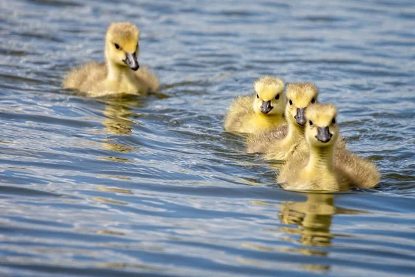 Group Cute Canada Geese Chicks Swimming Line Lake — Stock Photo, Image