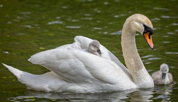 Närbild Kvinnliga Stum Svan Vattnet Med Cygnets Ridning Ryggen — Stockfoto