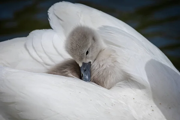 Zblízka Mladý Cygnet Objímal Zádech Matky Labutě Jezeře — Stock fotografie