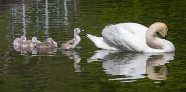 Küçük cygnet gölde anne Kuğu 'nun arkasında kanat çırpıyor