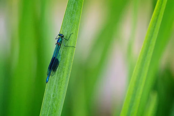 Primer Plano Una Mosca Damisela Agrion Splendens Encaramado Hoja Hierba — Foto de Stock