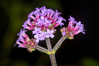 Close up of cluster of pinl verbena flowers on top of flower spike