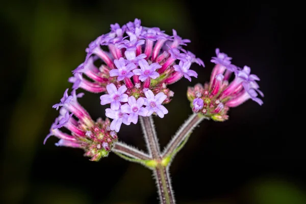 Primer Plano Del Racimo Pinl Verbena Flores Parte Superior Espiga — Foto de Stock