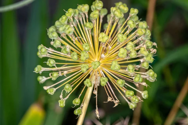 Close Alium Flower Head Green Seed Pods Radiální Vzor — Stock fotografie