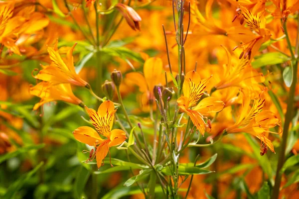 Strkingly Colourful Close Orange Yellow Red Peruvian Lily Flowers — Fotografia de Stock